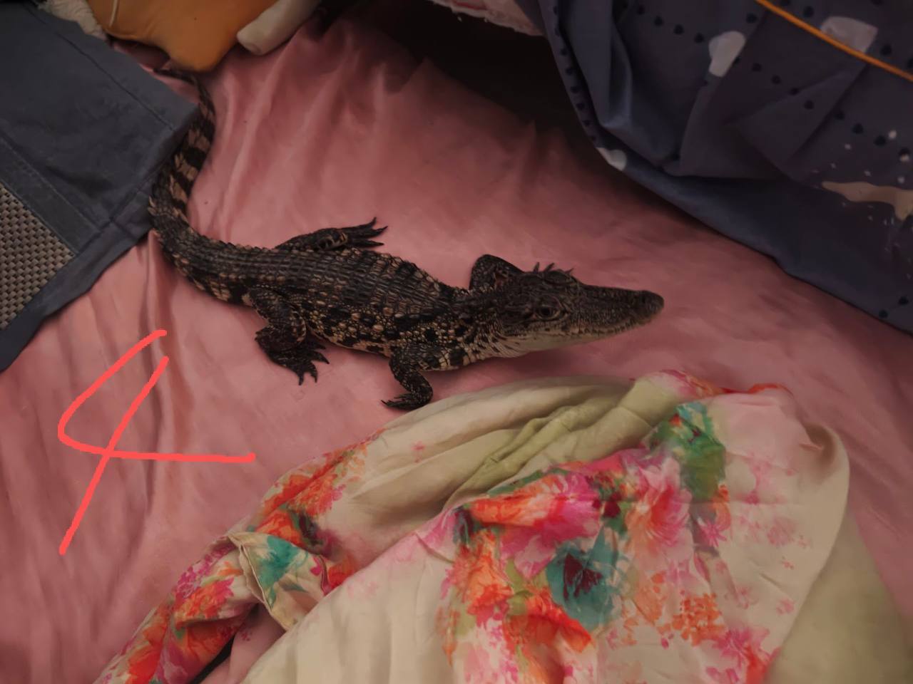 preview-image